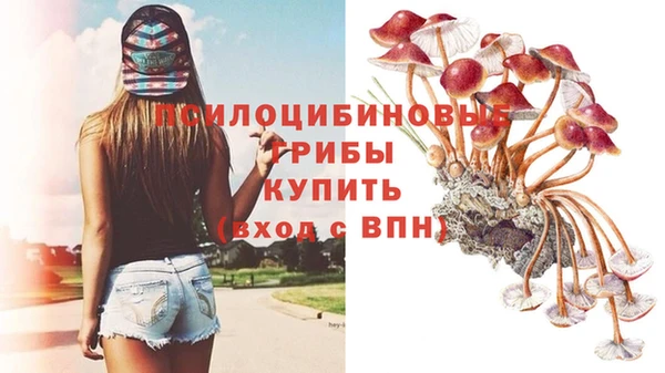 крисы Зерноград